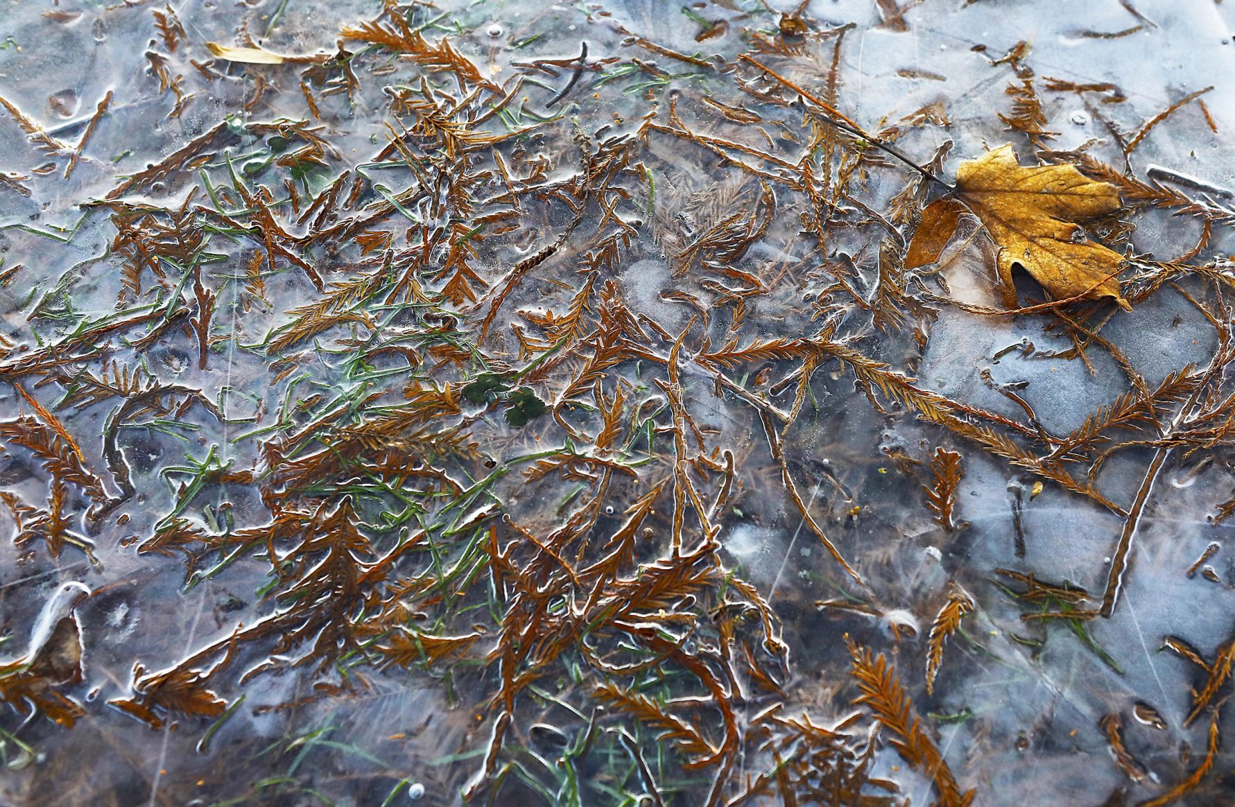 Leaves caught in the ice